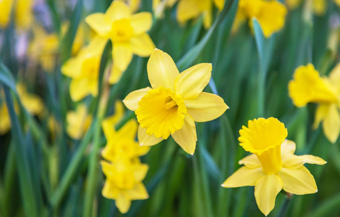 Wordsworth’s Golden Daffodils