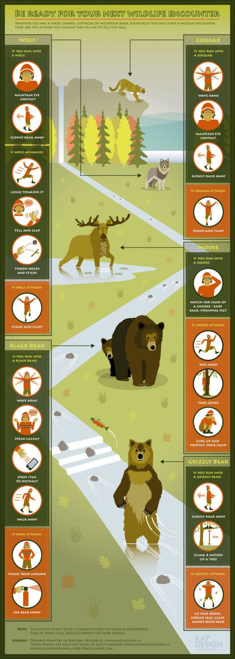 Wildlife Encounters