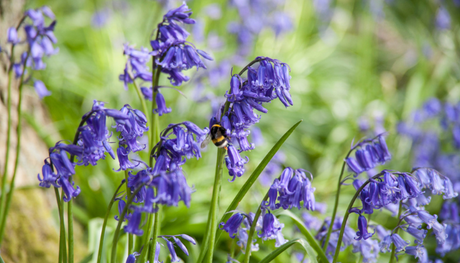 Breathtakingly Beautiful Bluebells