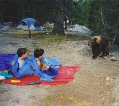 bear