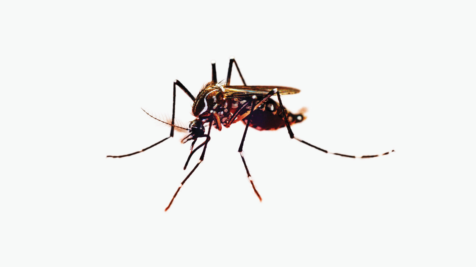 Keep Mosquitos And Insects At Bay