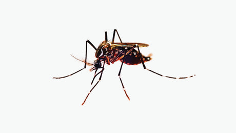 Keep Mosquitos And Insects At Bay